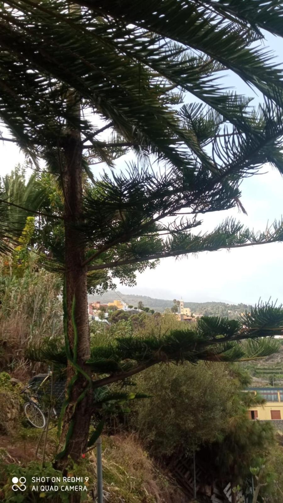 2Faros Διαμέρισμα La Guancha Εξωτερικό φωτογραφία